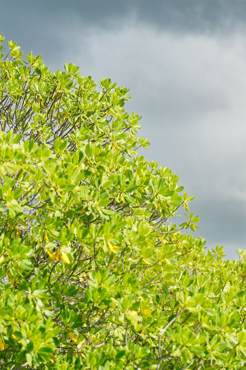 Mangrove im Grand Cul-de-Sac Marin Detail Mangrove