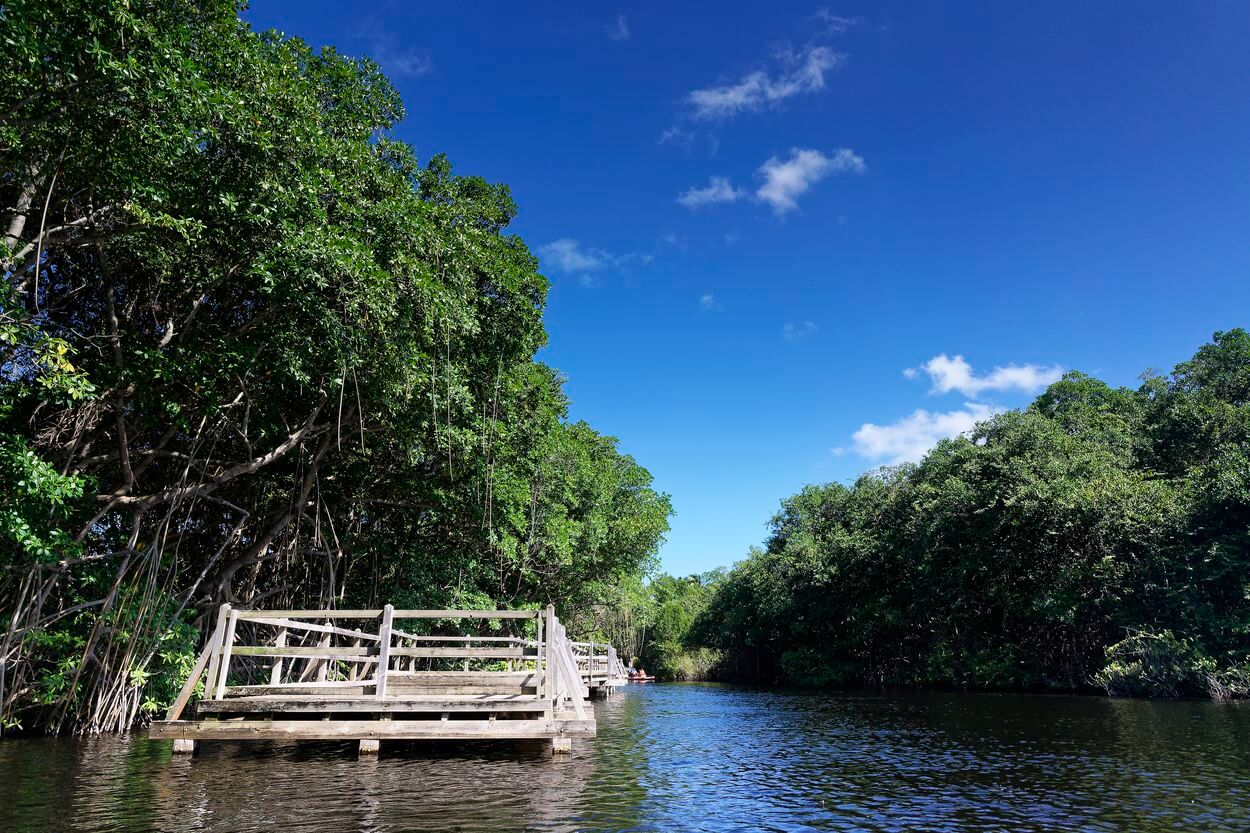 Mangrove von Vieux-Fort Mangrove in Marie-Galante
