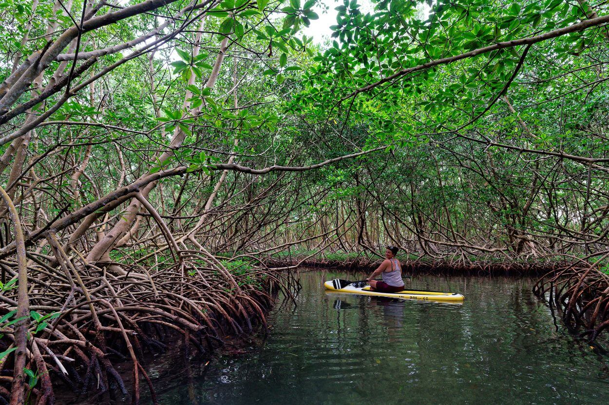 Mangrove in Guadeloupe mélanie paddelt in Guadeloupe