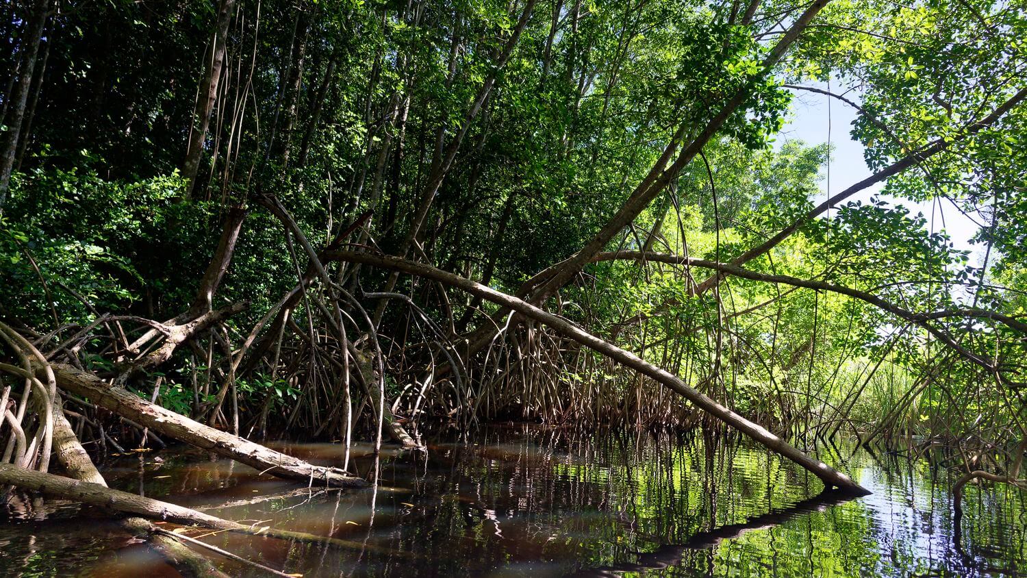 Mangrove auf Marie-Galante Mangrove auf Marie-Galante