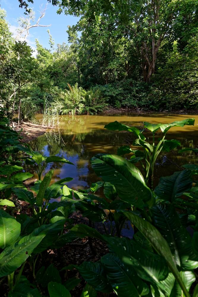 Teiche während einer Wanderung Teiche Terre-de-Bas Guadeloupe