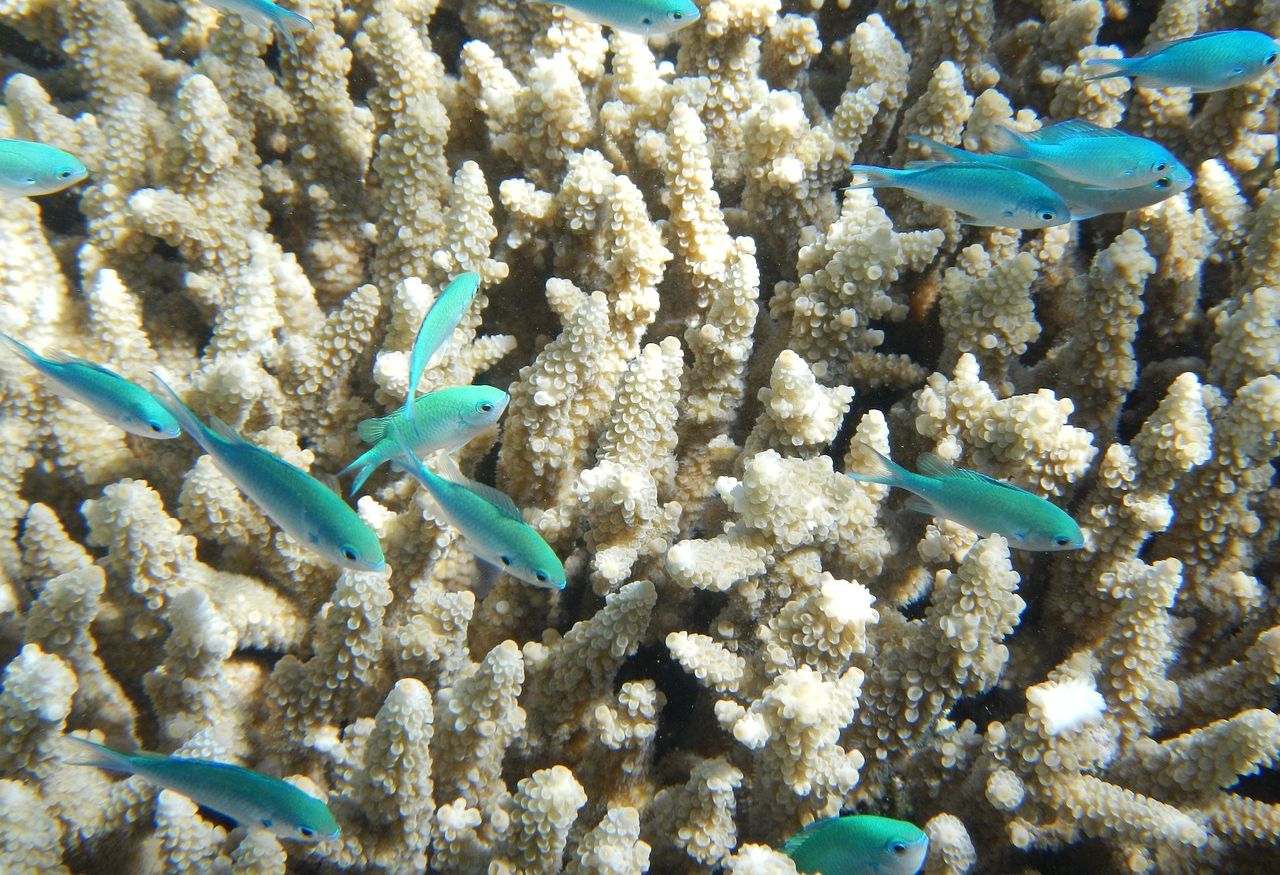 Unterwasserwelt Reservat Cousteau Korallenreservat Cousteau