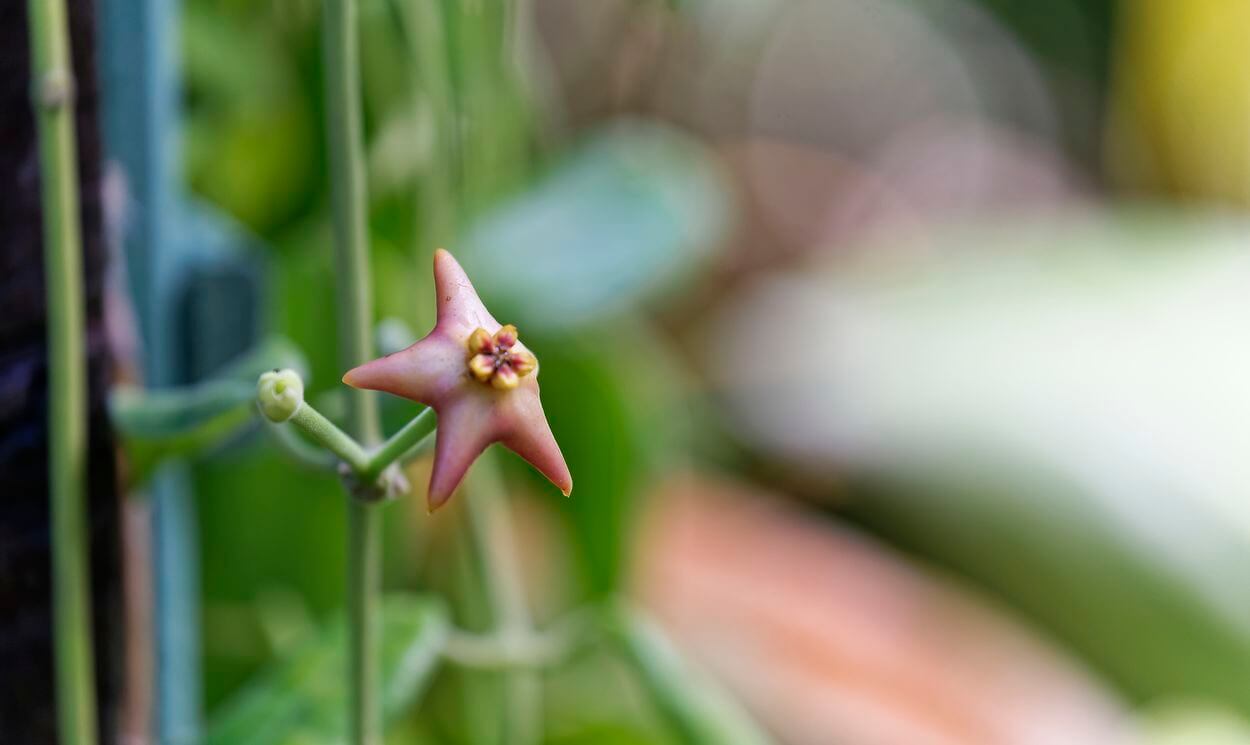 Kakaomuseum in Pointe-Noire Blume Maison Cacao