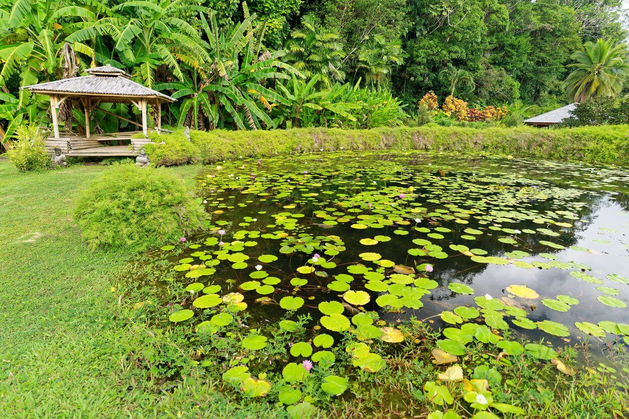 Seerose und Gartenblick Valombreuse Seerose und Gartenblick Valombreuse