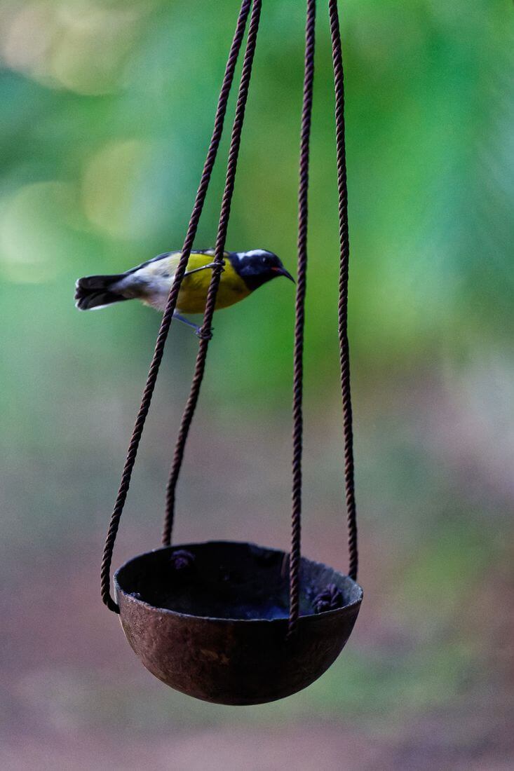 Vogel im Jardin des Colibris Vogel im Garten des Jardin des Colibris, Guadeloupe