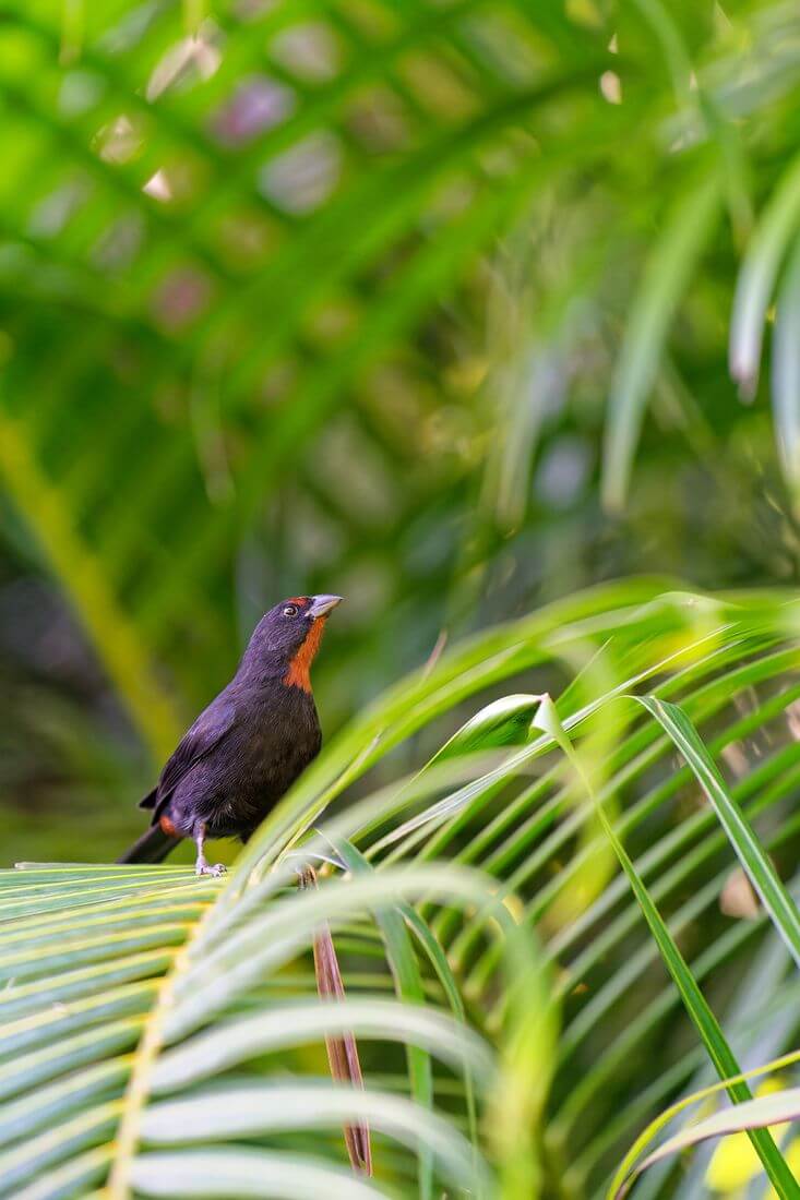 Vogel auf der Insel Guadeloupe Vogel im Garten