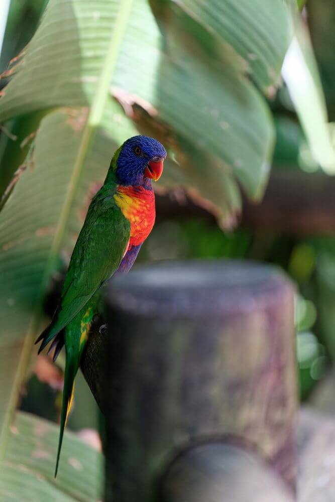 Deshaies Vögel Garten Vögel im botanischen Garten