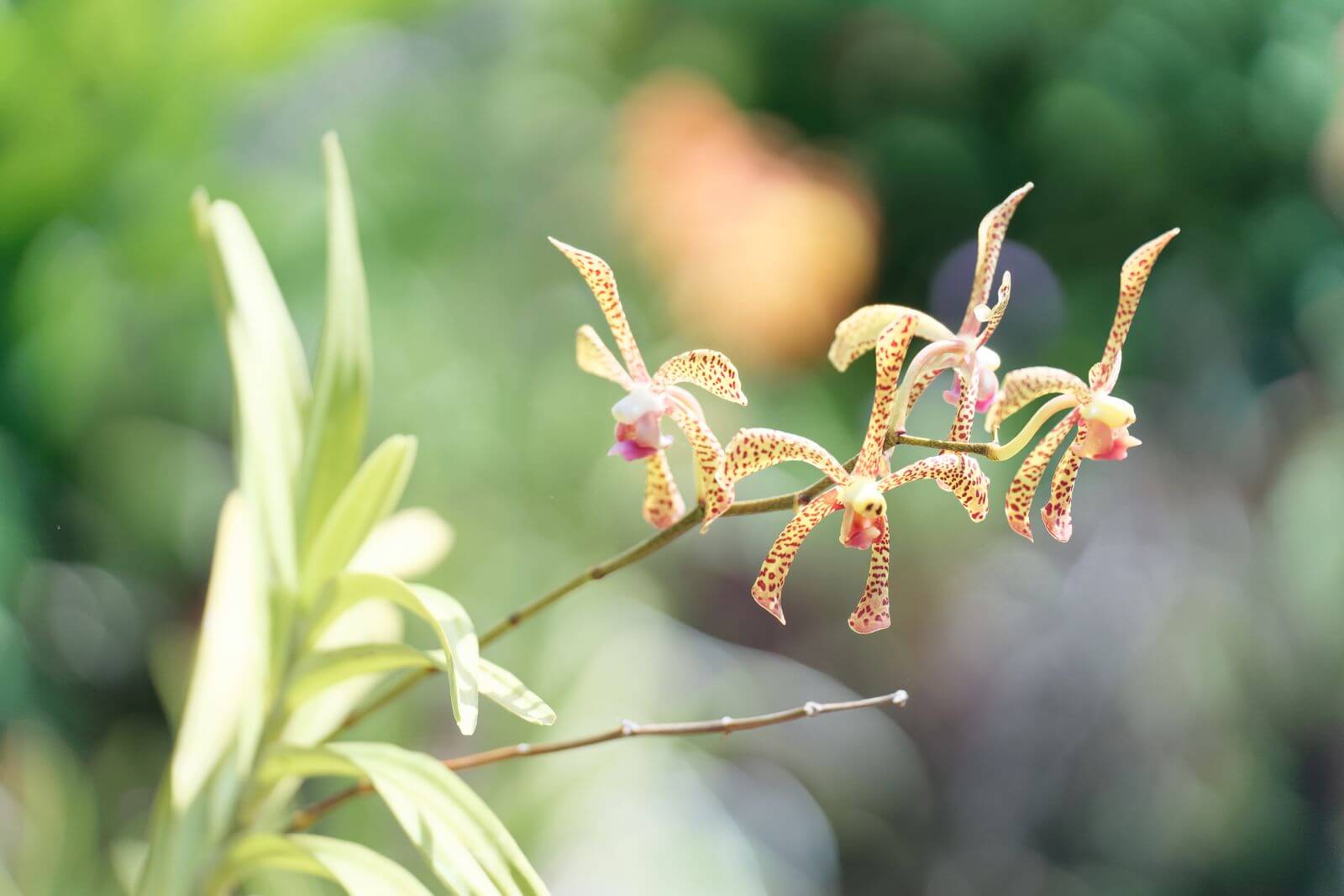 Orchideengarten von Deshaies Orchideen im botanischen Garten Guadeloupe