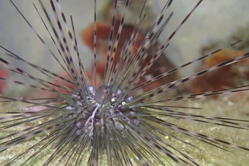 Seeigel in Guadeloupe Seeigel in Guadeloupe