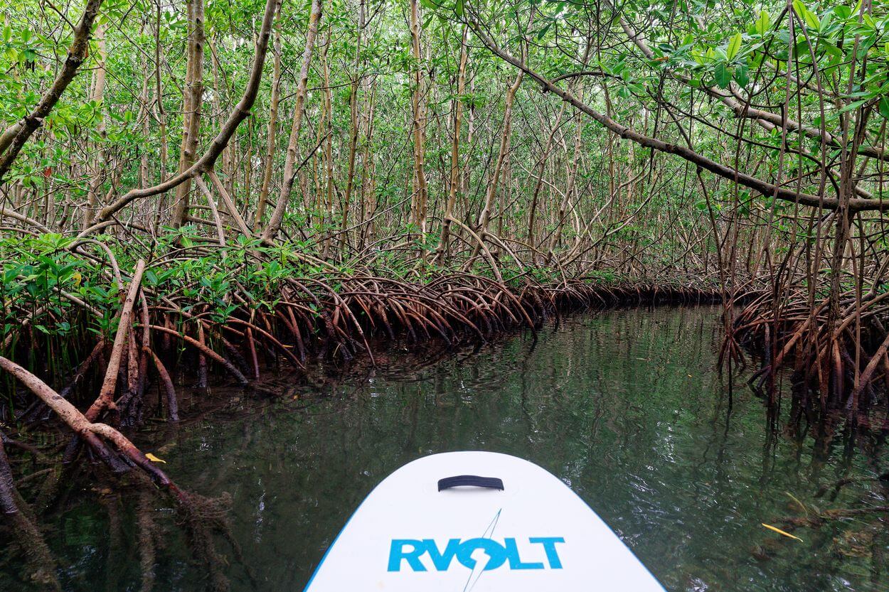 Paddeln in der Mangrove 2 Paddle-Aktivität in Guadeloupe