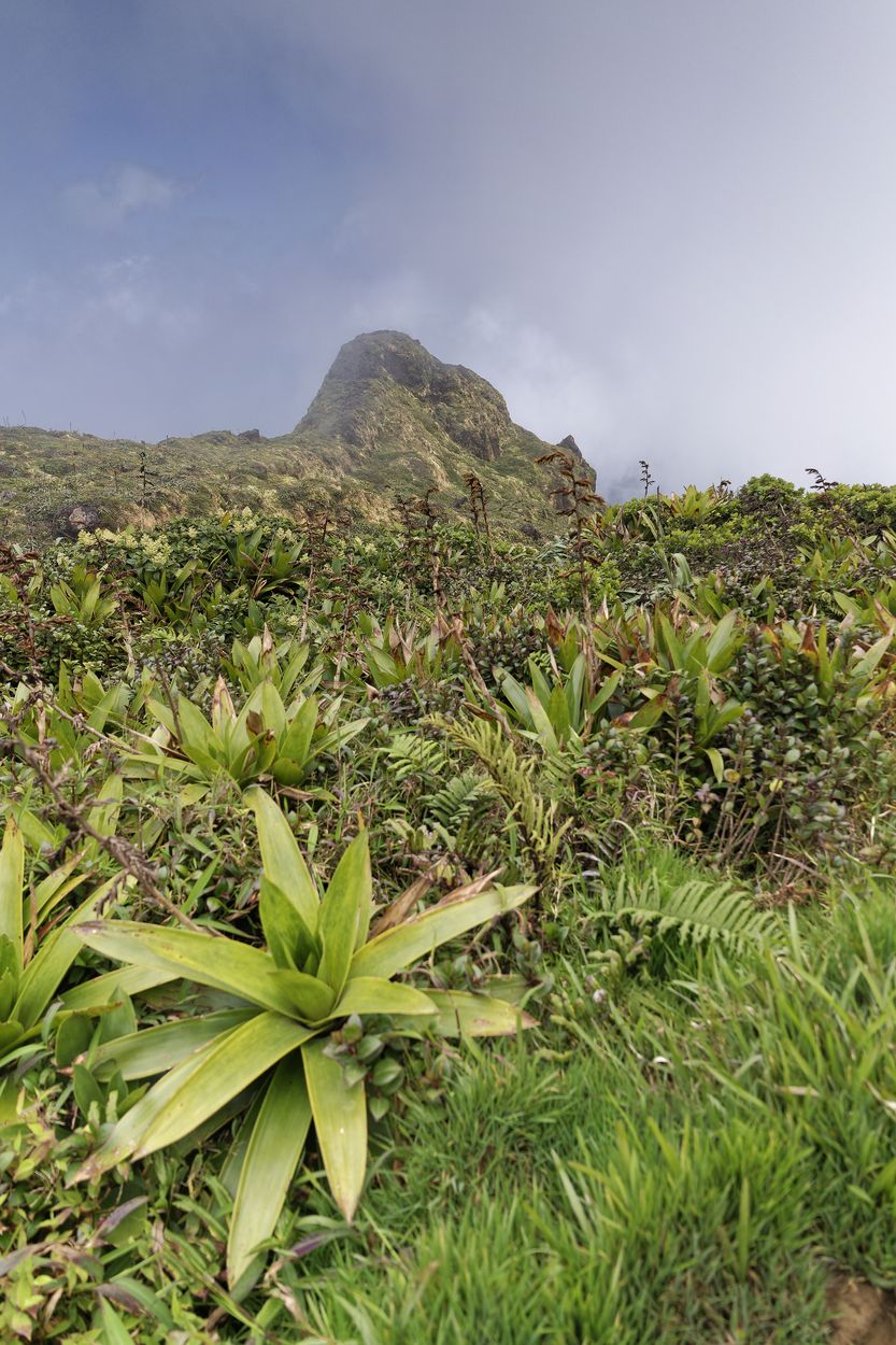 Landschaften von Soufrière Pflanzenansicht in Soufrière