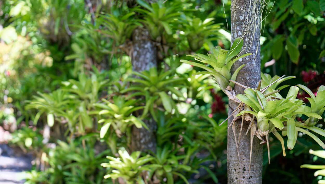 Epiphytische Pflanzen Kakaomuseum Epiphytische Pflanzen