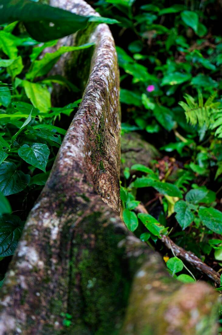 Verfluchter Feigenbaum Arboretum der Maison de la Banane