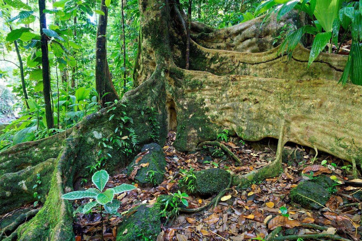 riesige Wurzeln goyave saut du bras du fort Wurzeln auf dem Wanderweg