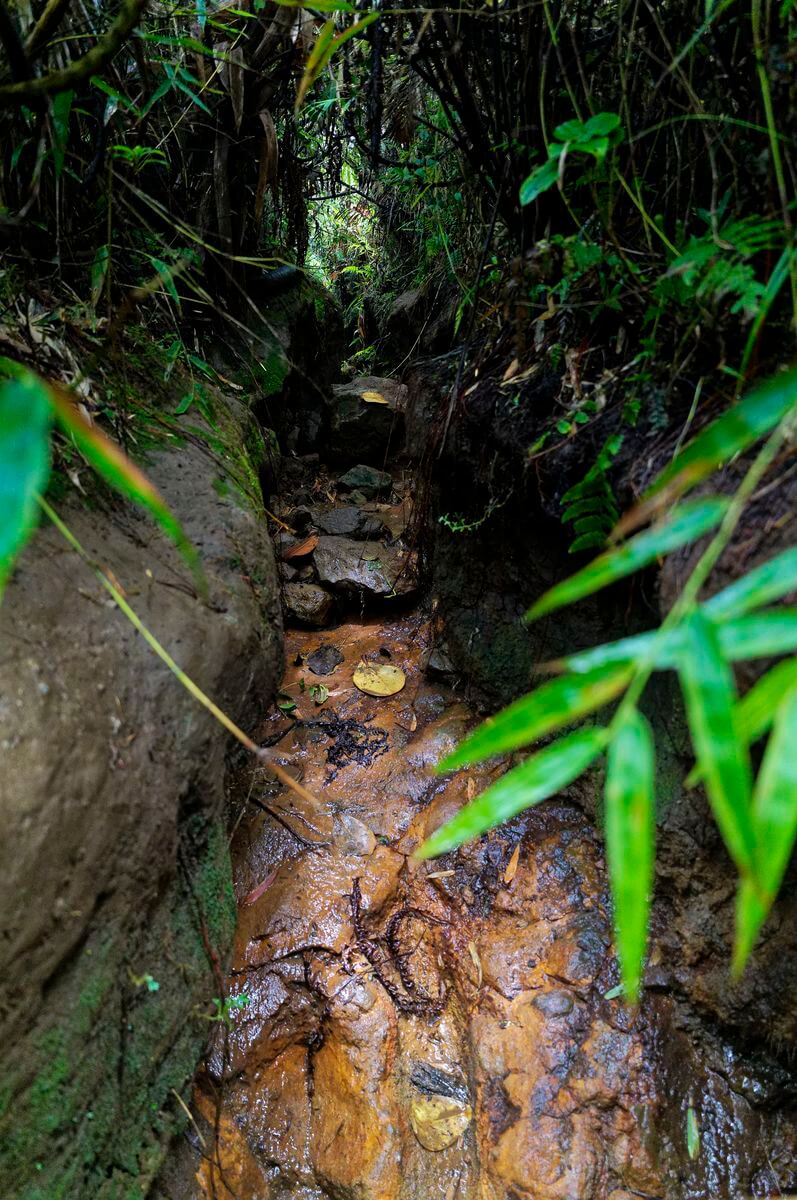 Wanderung zum DC3-Wrack in Soufrière Soufrière-Pfad