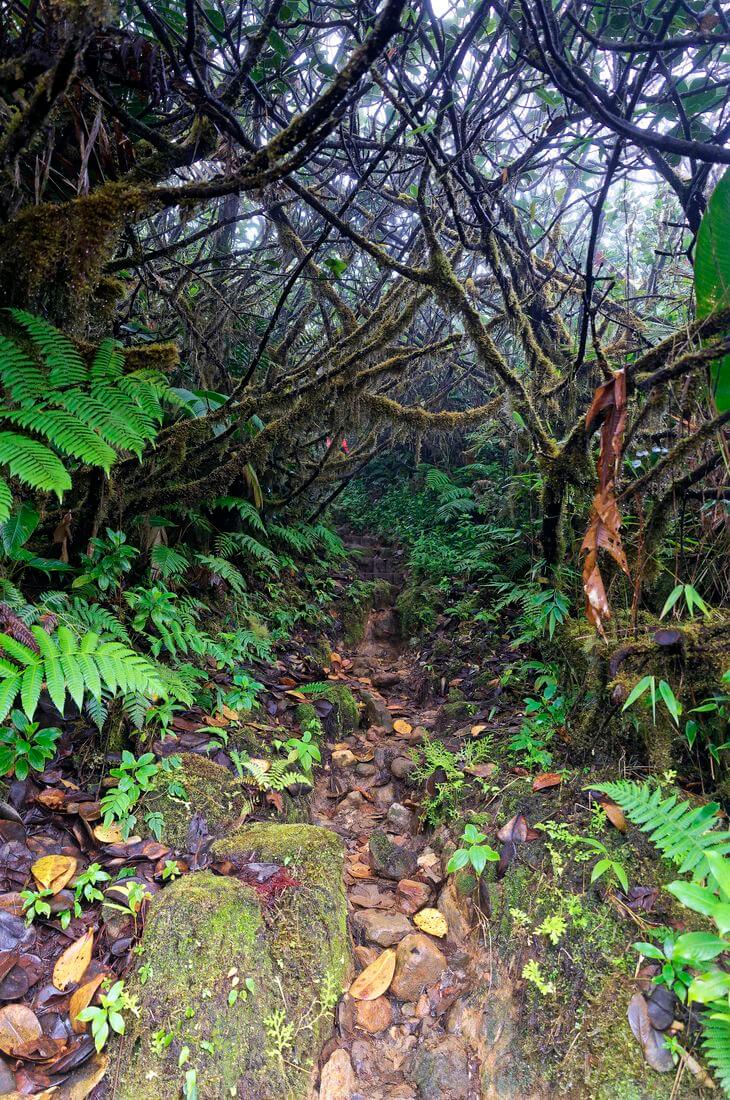 Wanderung im Wald auf Guadeloupe Dschungel in Guadeloupe