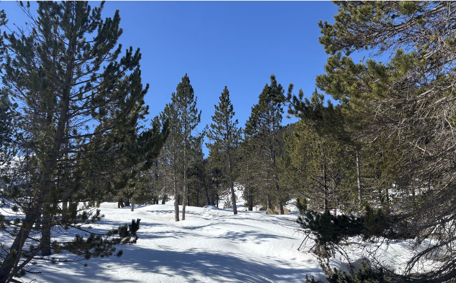 Schneeschuhe im Kiefernwald