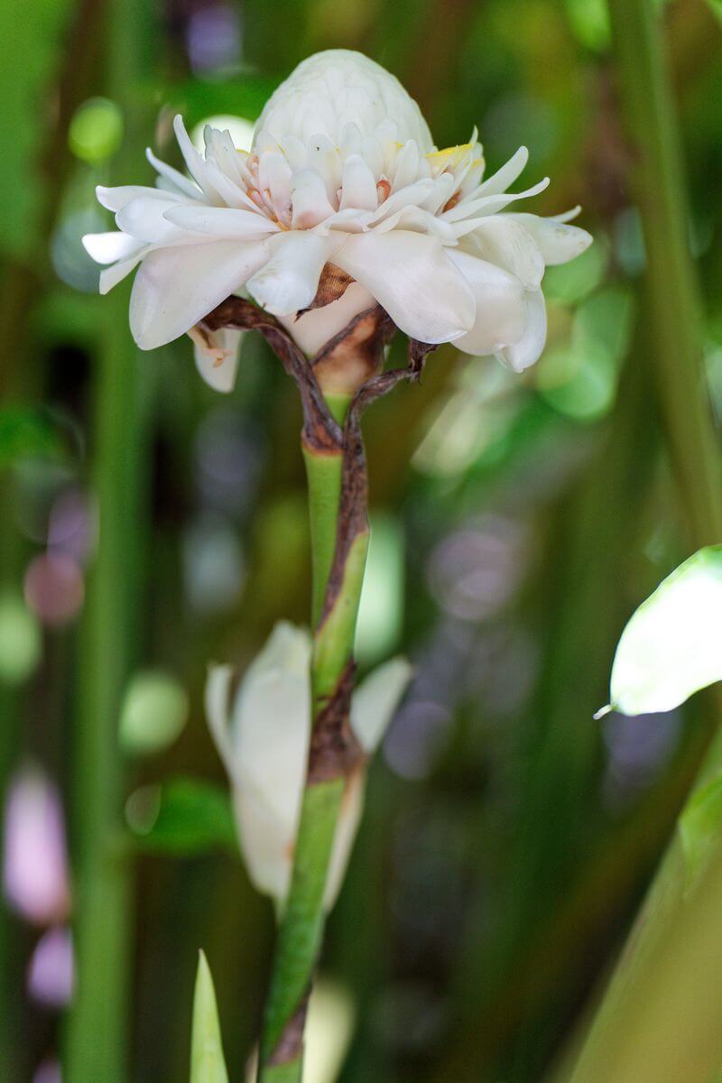 Porzellanrose Porzellanrose Guadeloupe