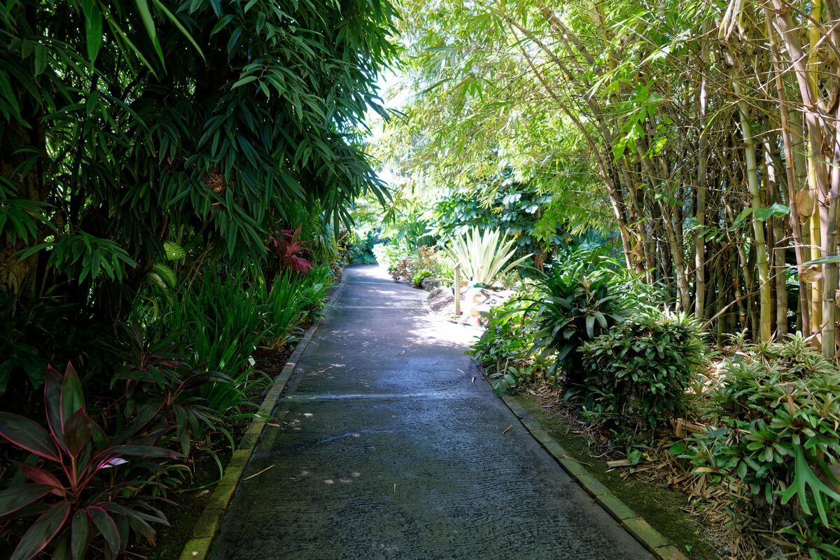 Wanderweg im Botanischen Garten von Deshaies Wanderweg im Botanischen Garten von Deshaies