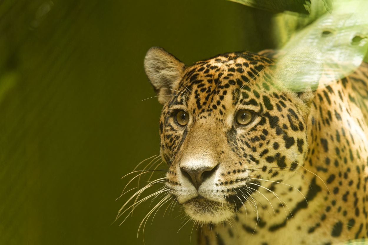 Tainos im Zoo Jaguar Tainos