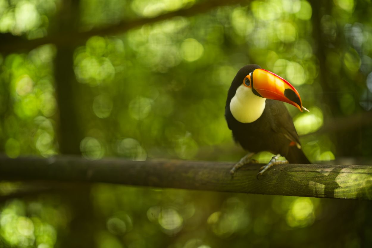 Tukan im Zoo von Guadeloupe Tukan im Zoo von Guadeloupe