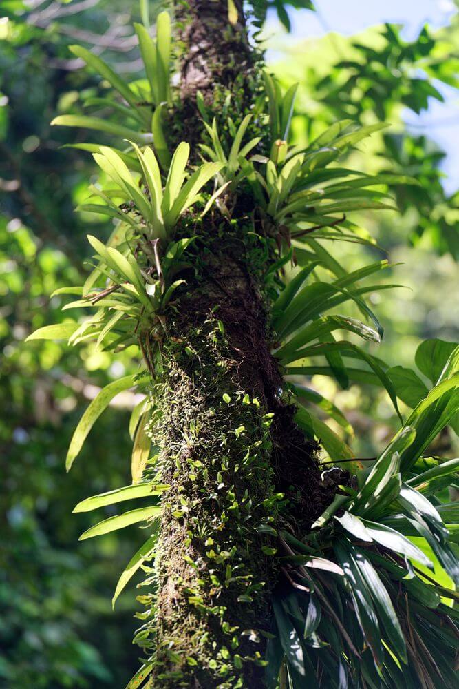 Waldvegetation Guadeloupe Epiphytische Vegetation