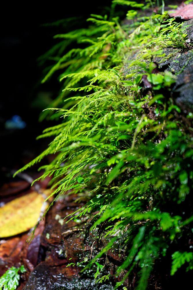 Guavenvegetation am Arm-des-Fort-Wasserfall Detail des Arm-des-Fort-Wasserfalls