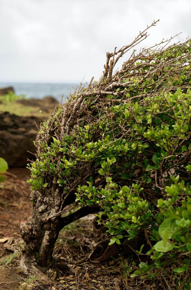 Bäume entlang der Wanderung Bäume in Guadeloupe
