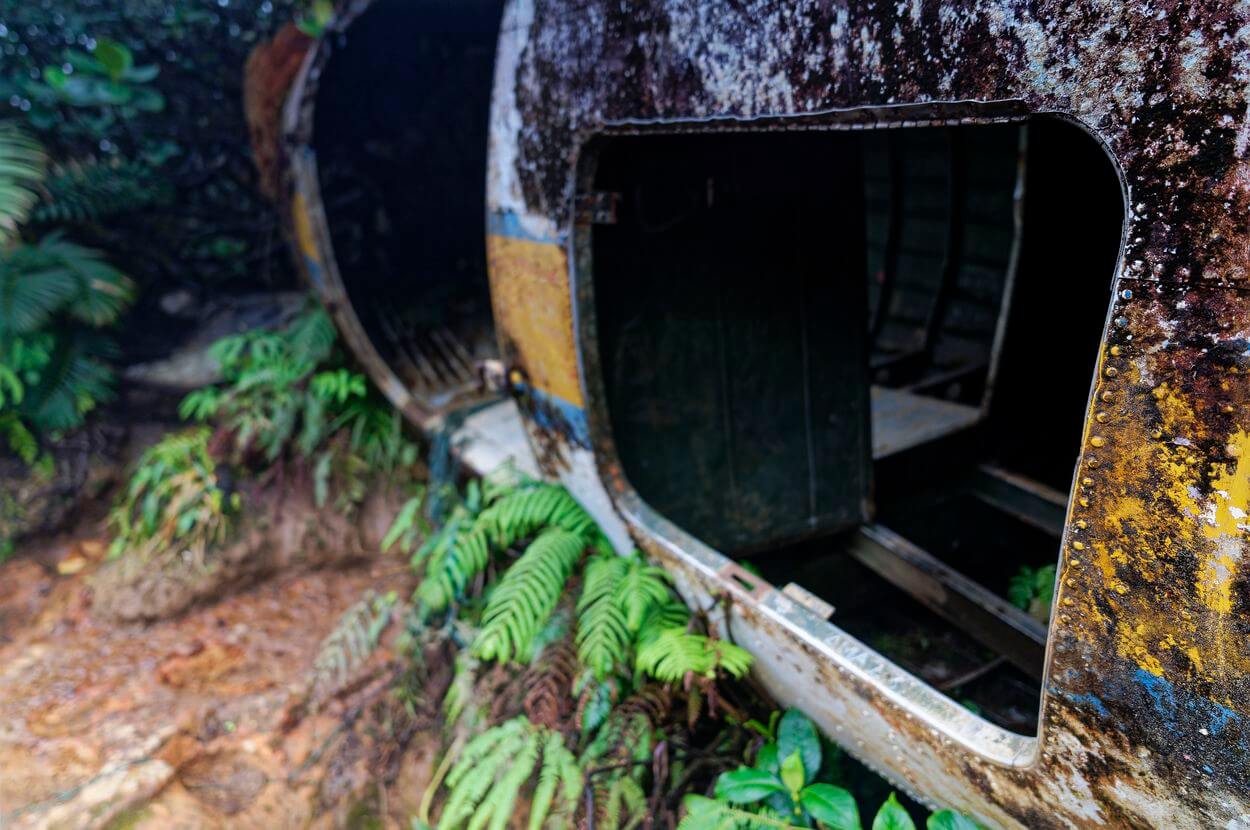 Vegetation rund um eine DC-3 auf Guadeloupe Fenster eines DC-3-Flugzeugs