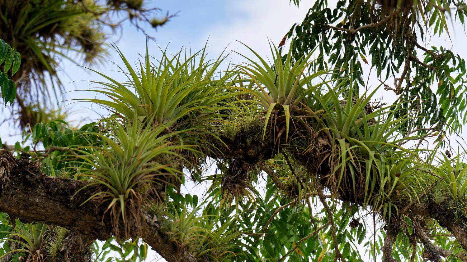Haus Vegetation Murat Haus Vegetation Murat