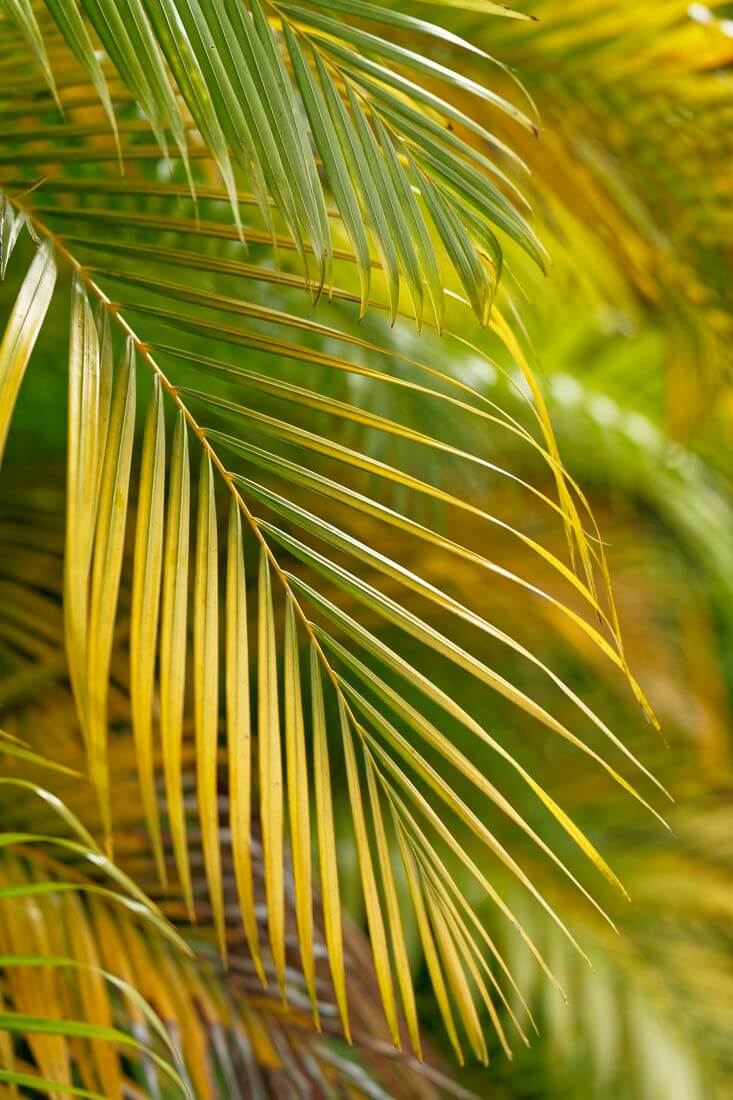 Tropische Vegetation Maison de la Banane Palme Maison de la Banane