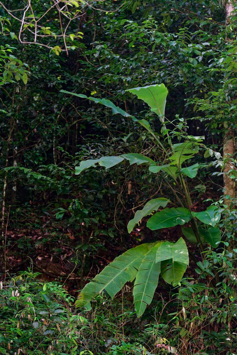 Vegetation beim Wandern in Guadeloupe Wald in Guadeloupe