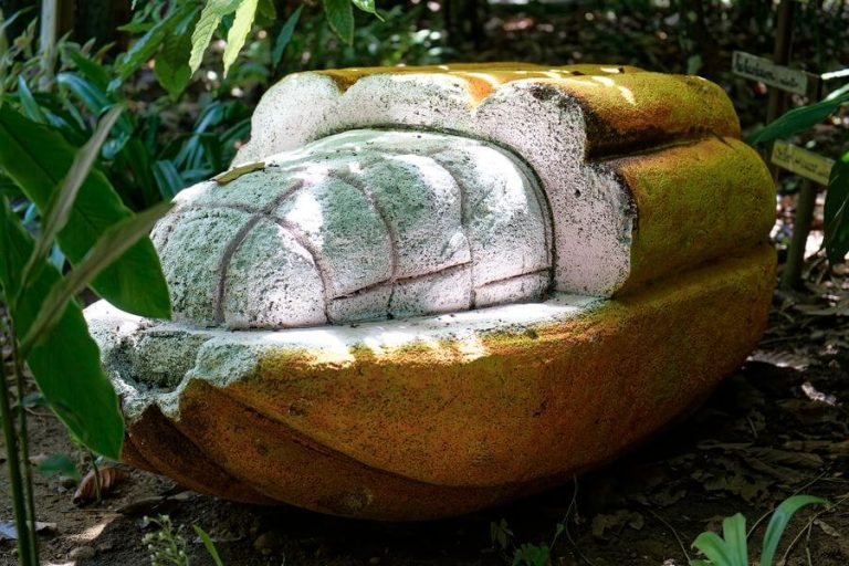 Besuch des Kakaomuseums Kakao in Guadeloupe