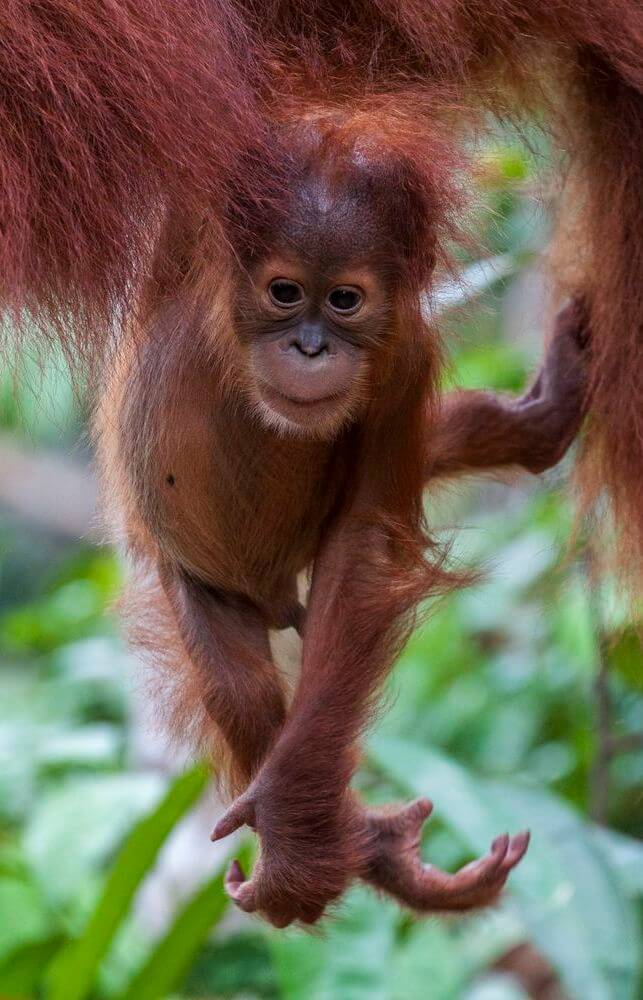 Reise nach Südostasien in Indonesien Reise Indonesien Südostasien