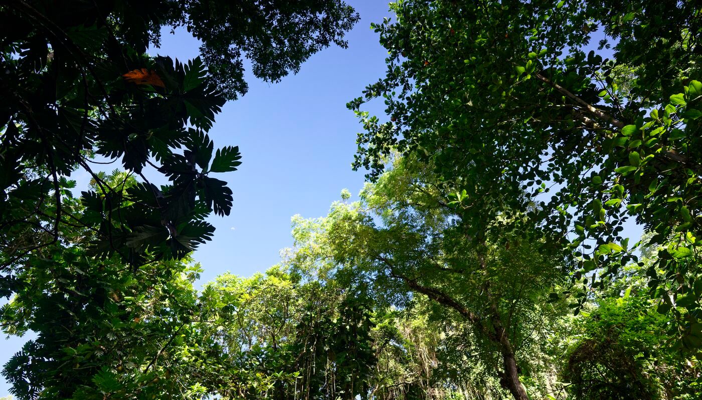 Blick auf das Bassin des Amours Blick auf das Becken im Wald