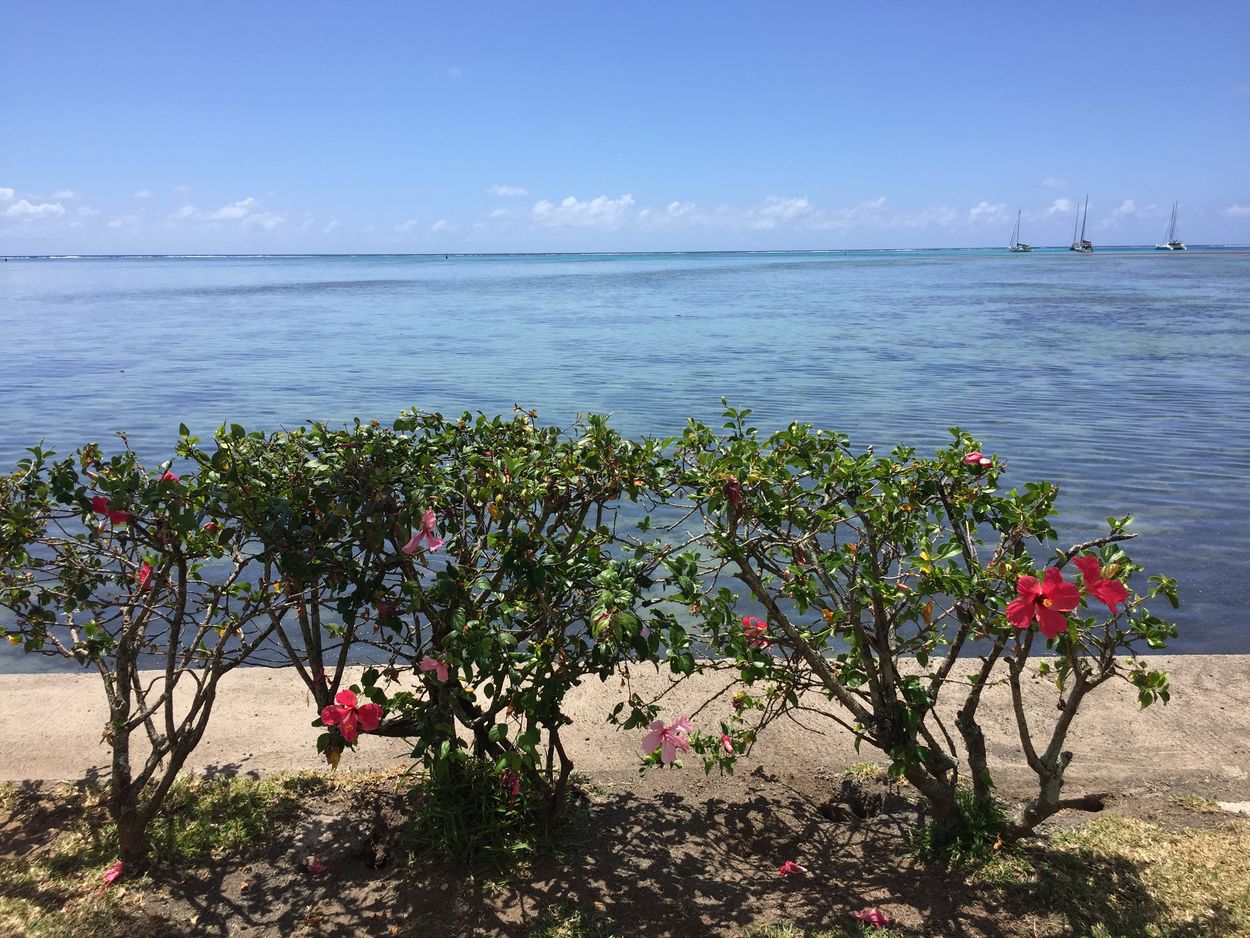 Seaside and family guesthouse in Moorea guesthouse in Moorea