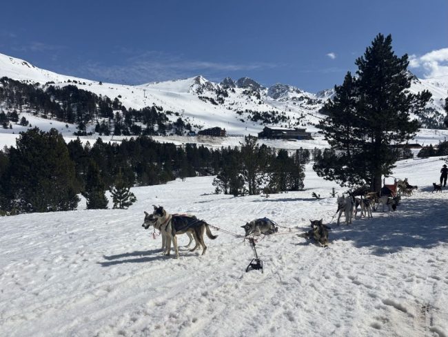 Sled dog in Andorra