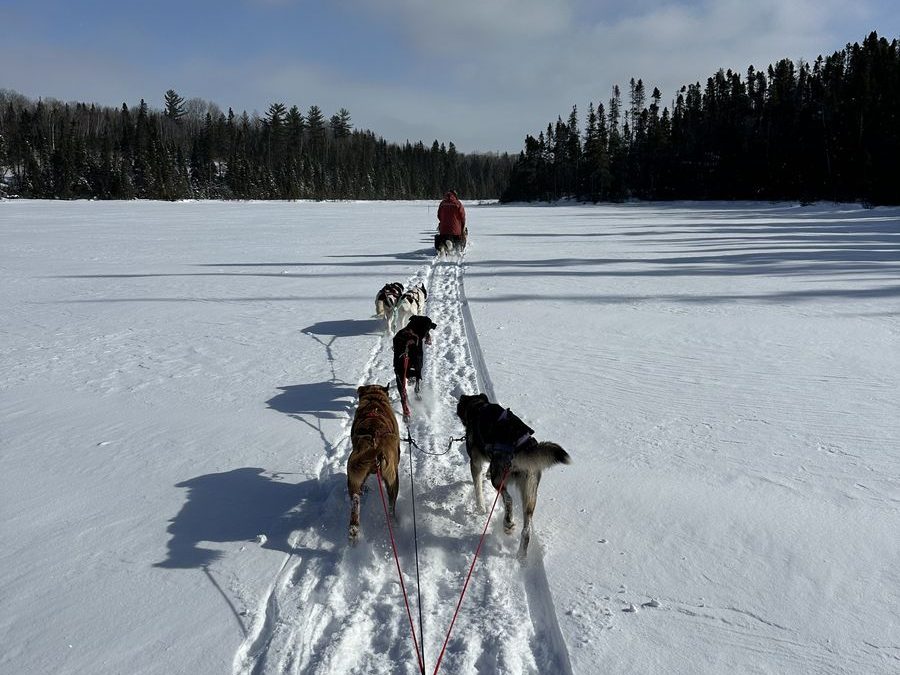 sled dogs Quebec