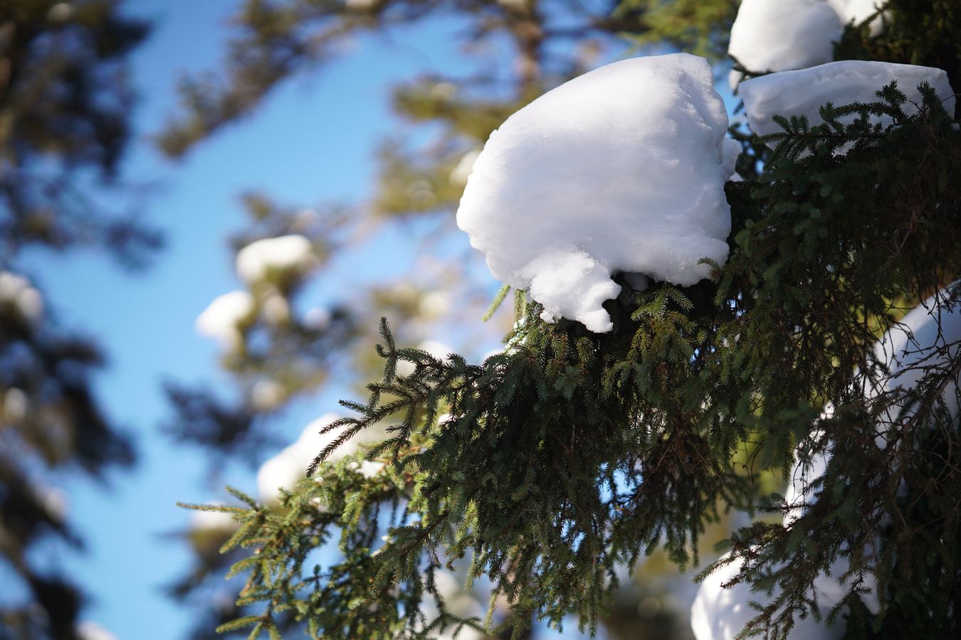 snow and fir trees snow and fir trees