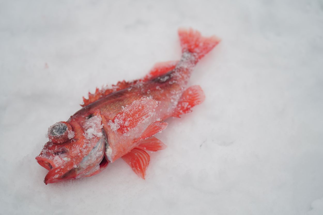 fish on the ice ice fishing