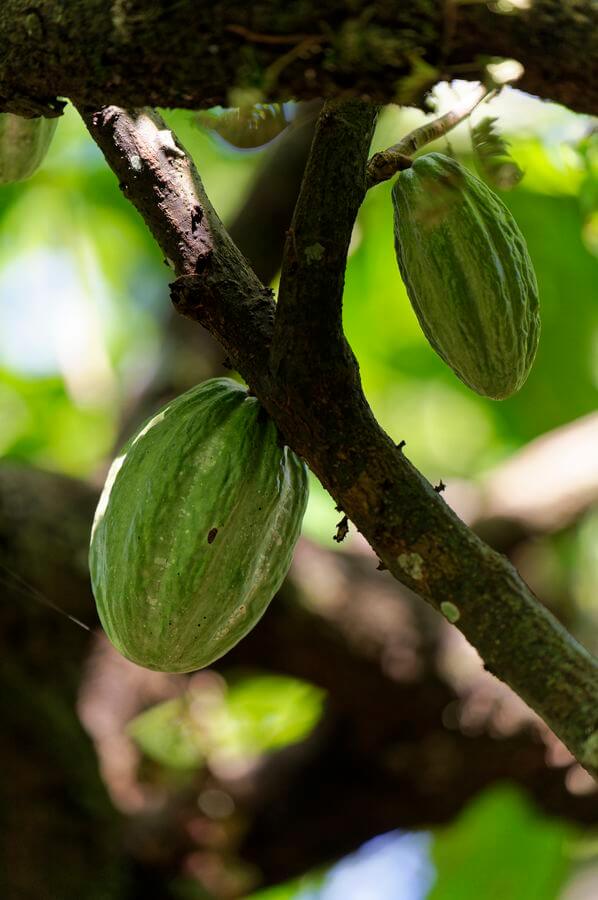 cápsulas de café cacao del Parc des Roches Gravées