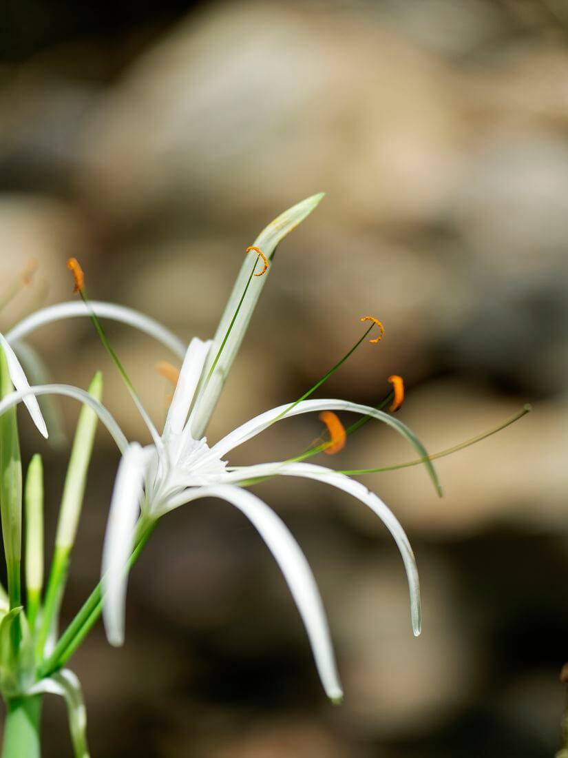 Flora y fauna de Guadalupe Flores brillantes en el camino hacia Kalinago