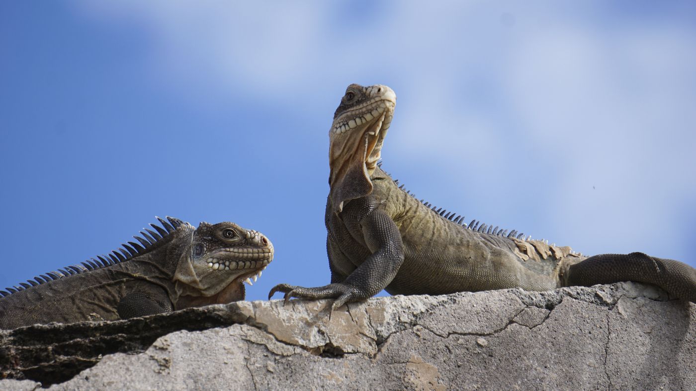 iguana de la isla Petite-Terre iguana de la isla Petite-Terre