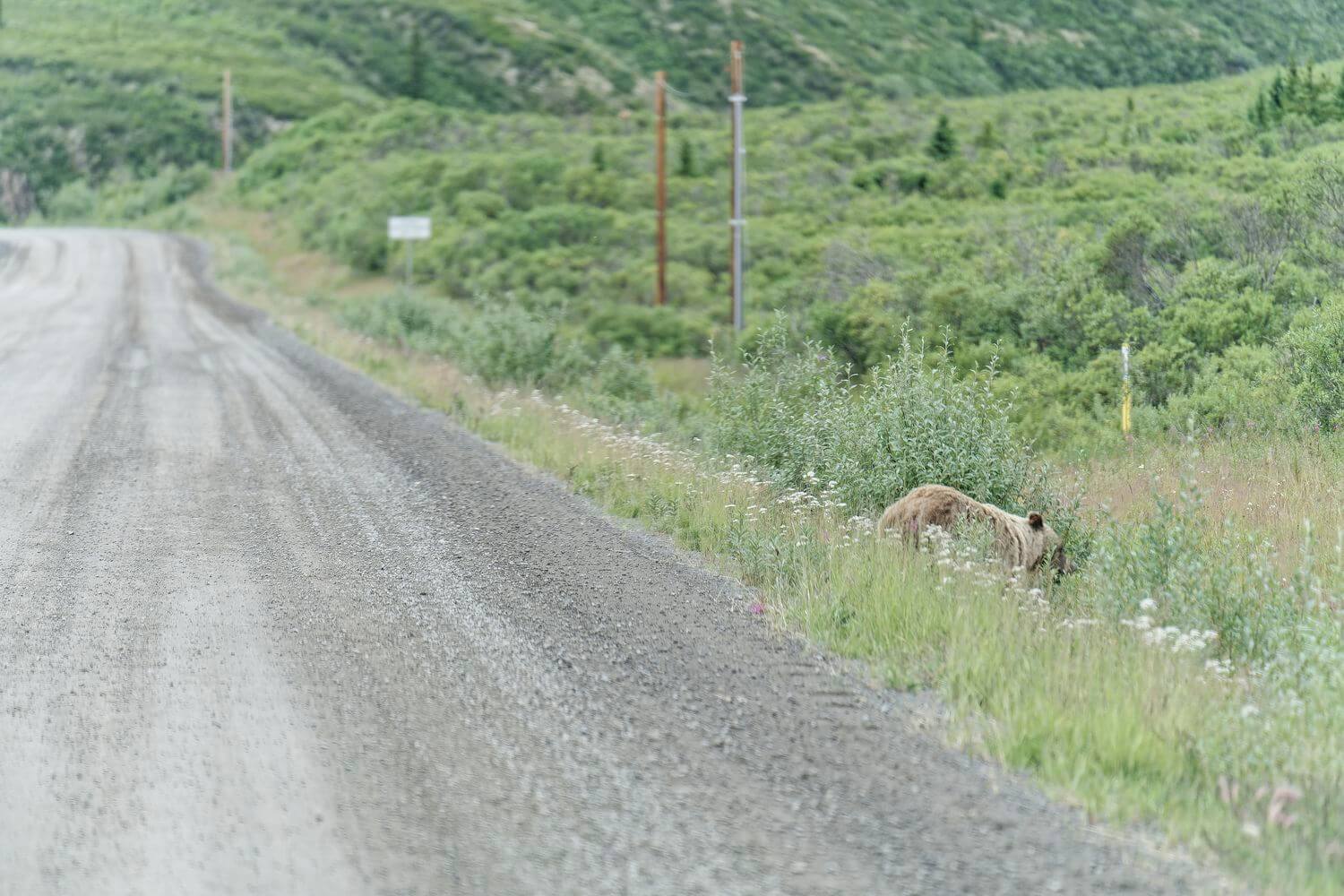 Oso grizzly en la Dempster Un oso grizzly en la entrada de la carretera Dempster