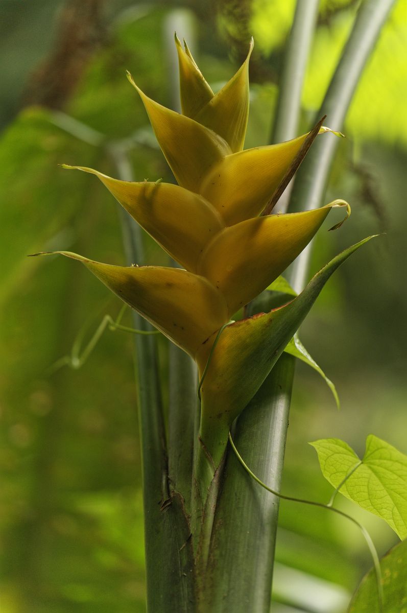 Senderismo Matouba: Heliconia tropical amarilla flor tropical amarilla en el bosque