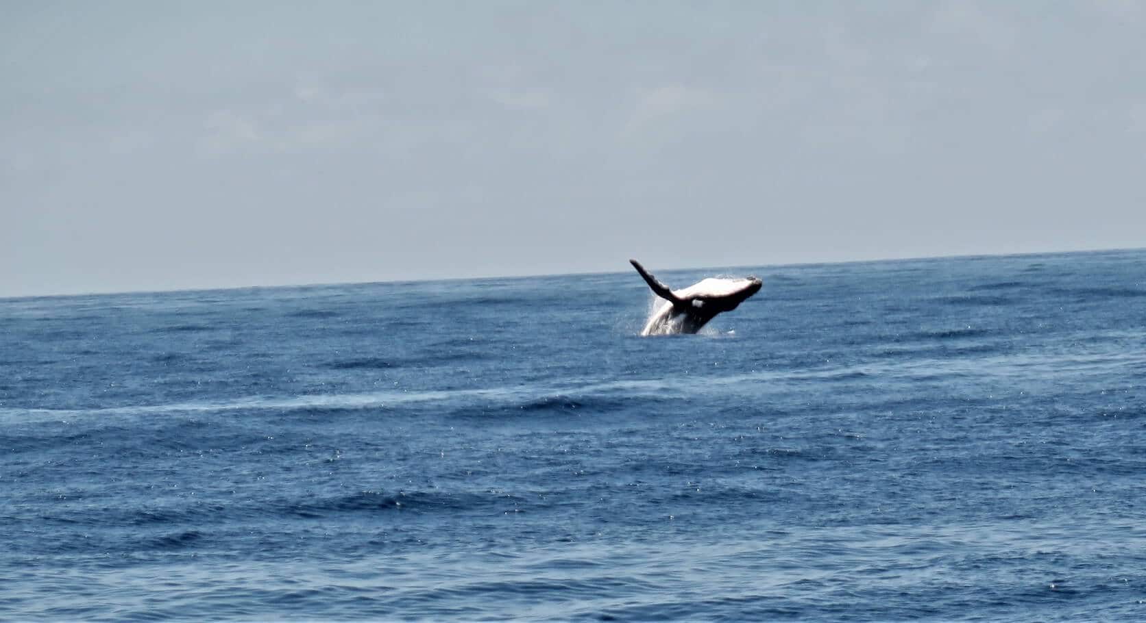 ir a la isla de Mayotte para ver ballenas temporada de ballenas en la isla de Mayotte, cuándo es ideal