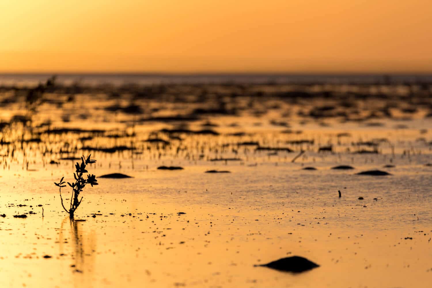Buceo en Mozambique consejos para bucear en Mozambique