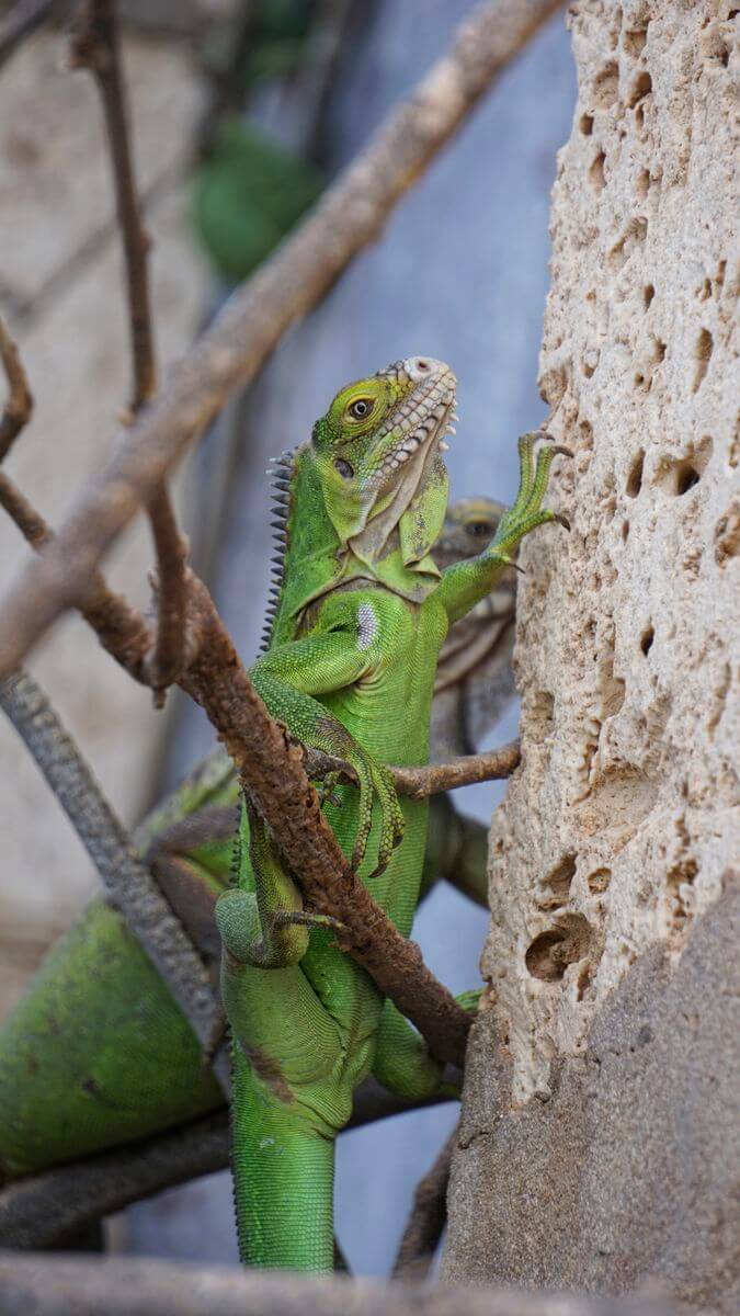 iguana verde Guadalupe flora y fauna en Guadalupe