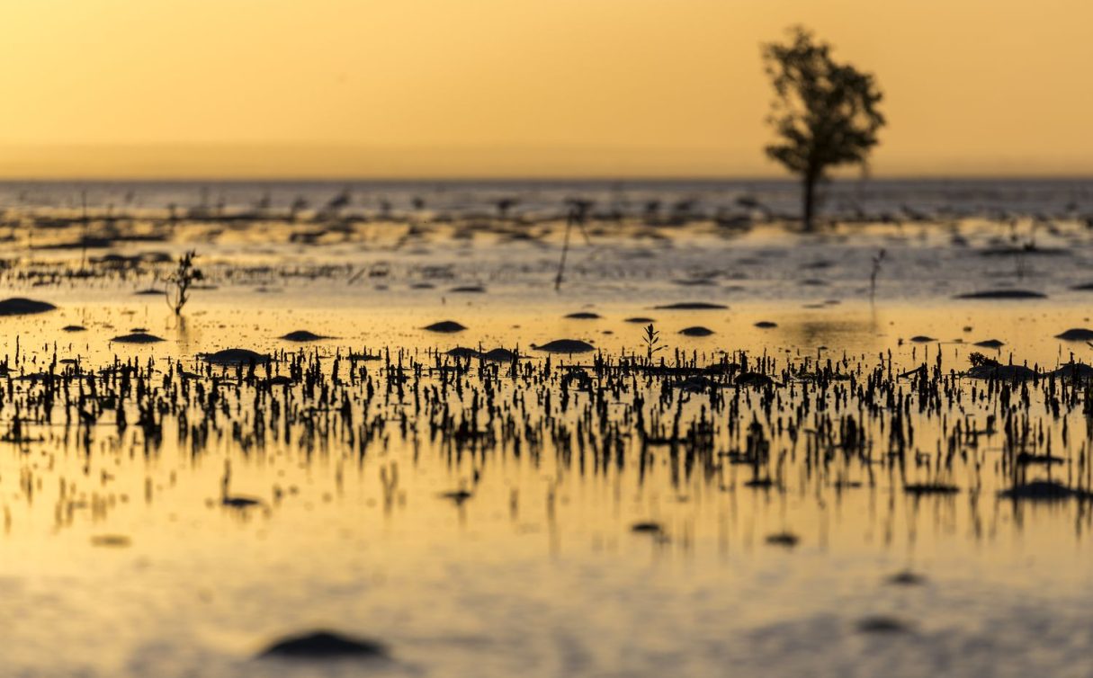 manglar de Ibo atardecer en Ibo
