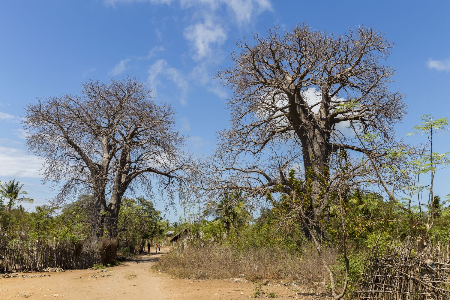 baobab en Mozambique viajar en Mozambique en Ibo